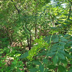 장아찌용 산초나무 열매 판매합니다.