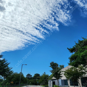 태그호이어 까레라 새상품