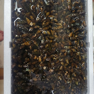 다슬기 판매합니다.