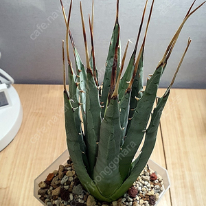 분양] 아가베 우타헨시스 agave utahensis