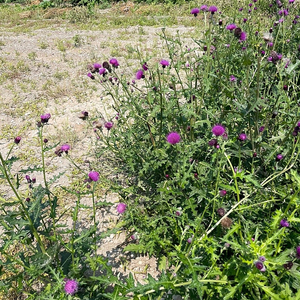 토종 야생엉겅퀴즙/엉겅퀴진액/뿌리,줄기,잎,꽃잎까지 모두 사용/토종엉겅퀴즙