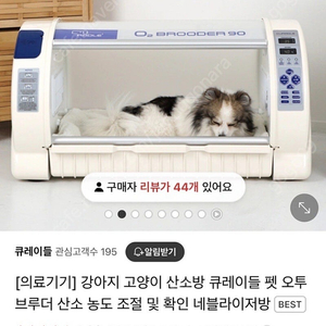 큐레이들 강아지 산소방