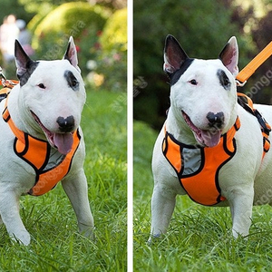 애견하네스 소형견 대형견 새상품 처분목적으로 싸게 판매합니다