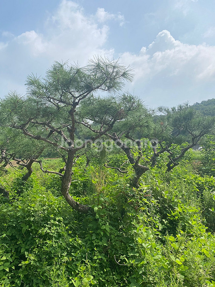 국내산 조경소나무판매(30년이상)--0