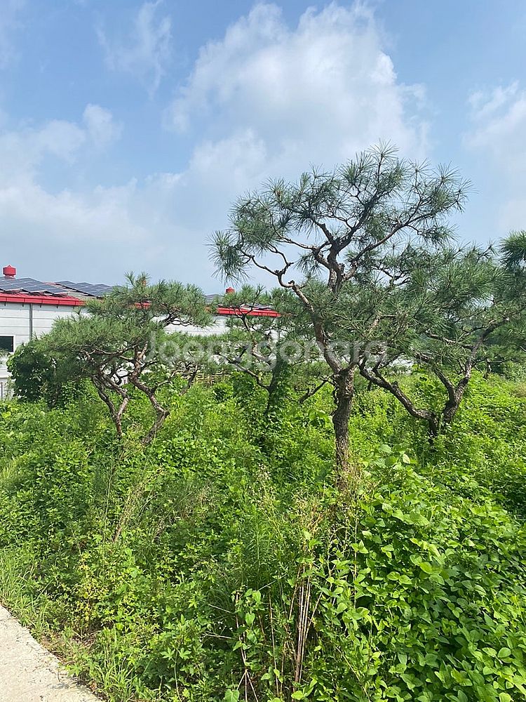 국내산 조경소나무판매(30년이상)--1