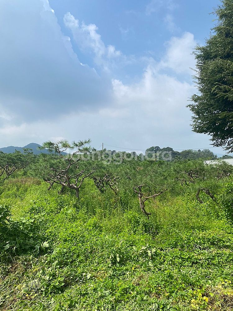 국내산 조경소나무판매(30년이상)--4