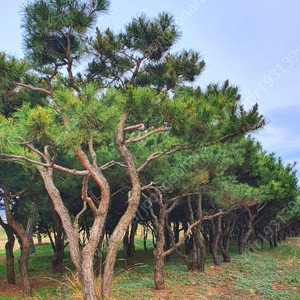 찌들목 소나무, 자연목 조경수 금강송 판매합니다