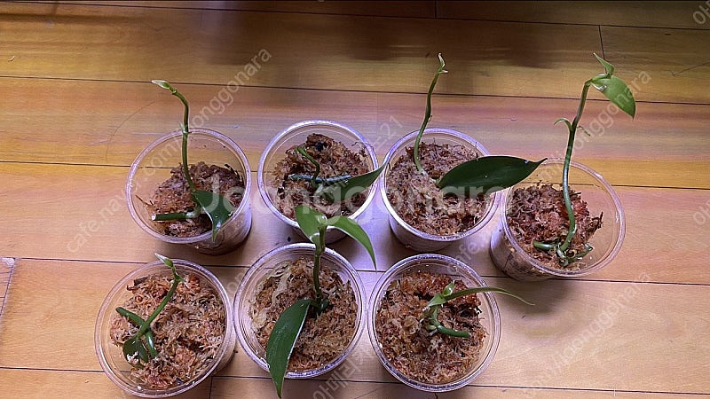 바닐라빈 바닐라난초 판매합니다.--0