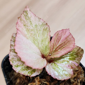 베고니아 바리게이타 핑크 Begonia sp Variegated Pink (안스리움 X)