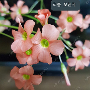 사랑초