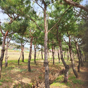 아파트 단지 조경공사 ~ 숲 조성용 조형목 . 메인 특수목 조경수까지 다양한 금강송 소나무 판매합니다