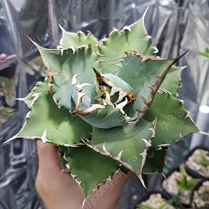 분양] 아가베 오테로이 agave oteroi