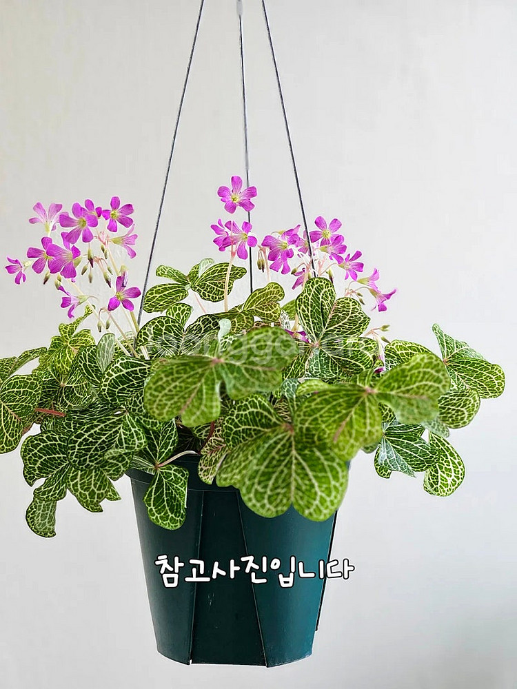 황금잎맥사랑초/마르티아나--0