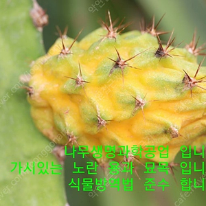 ( 가시 , 가시 없는 종 ) 노란 용과 묘목 수입 합니다