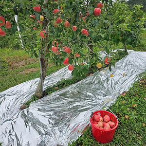 청송 사과 - 자연이 선물한 최고의 맛. 5kg.10kg 꿀사과 팝니다