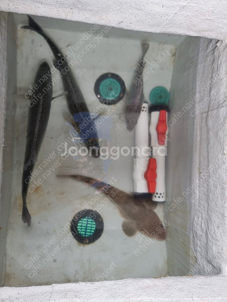 19pt 낚시 레저보트 트레일러 장보고650 포함 판매--4