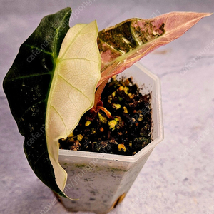 알로카시아 아마조니카 거북핑크트리컬러(세렌디피티