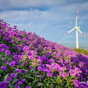 21일 대구 라이온즈 티켓 2장 구합니다.