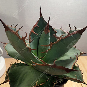 분양] 아가베 티타노타 노네임 agave titanota