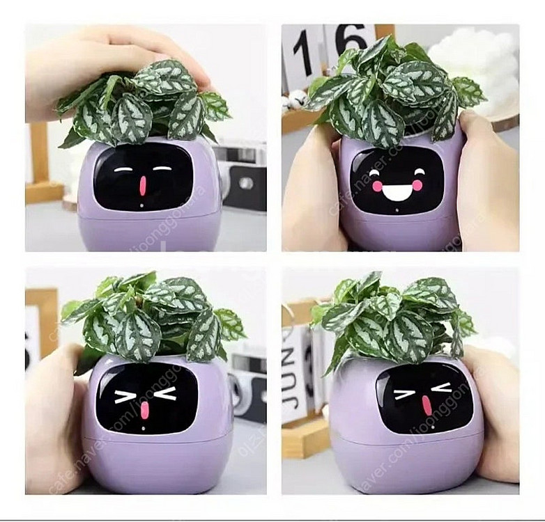 월e화분 안키벡터 스마트 파종기 ai로봇 화분 움직여요...--6