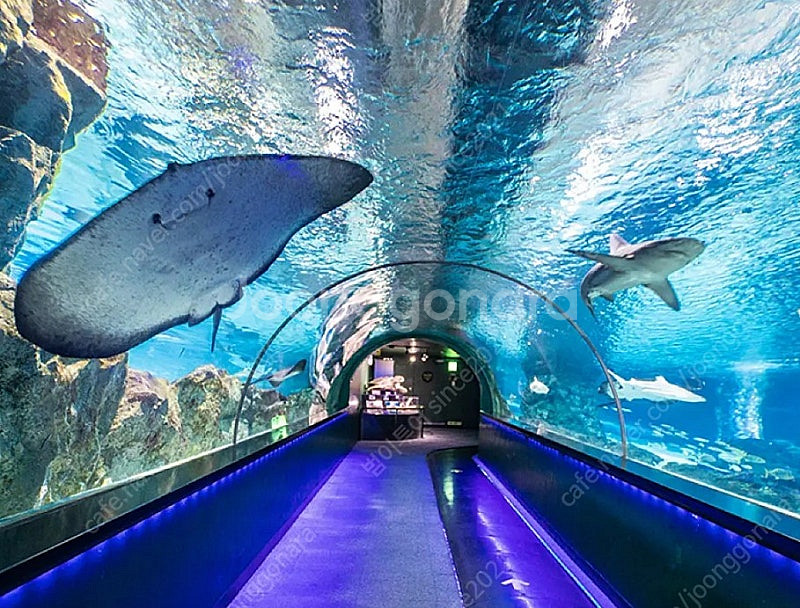 아산스파비스~천안/거제오션어드벤쳐~2만7천 최저가~오션...--0