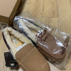 호주 ugg