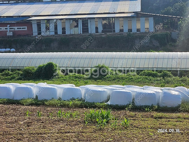 옥수수 사일리지(엔슬리지) 판매합니다.--1