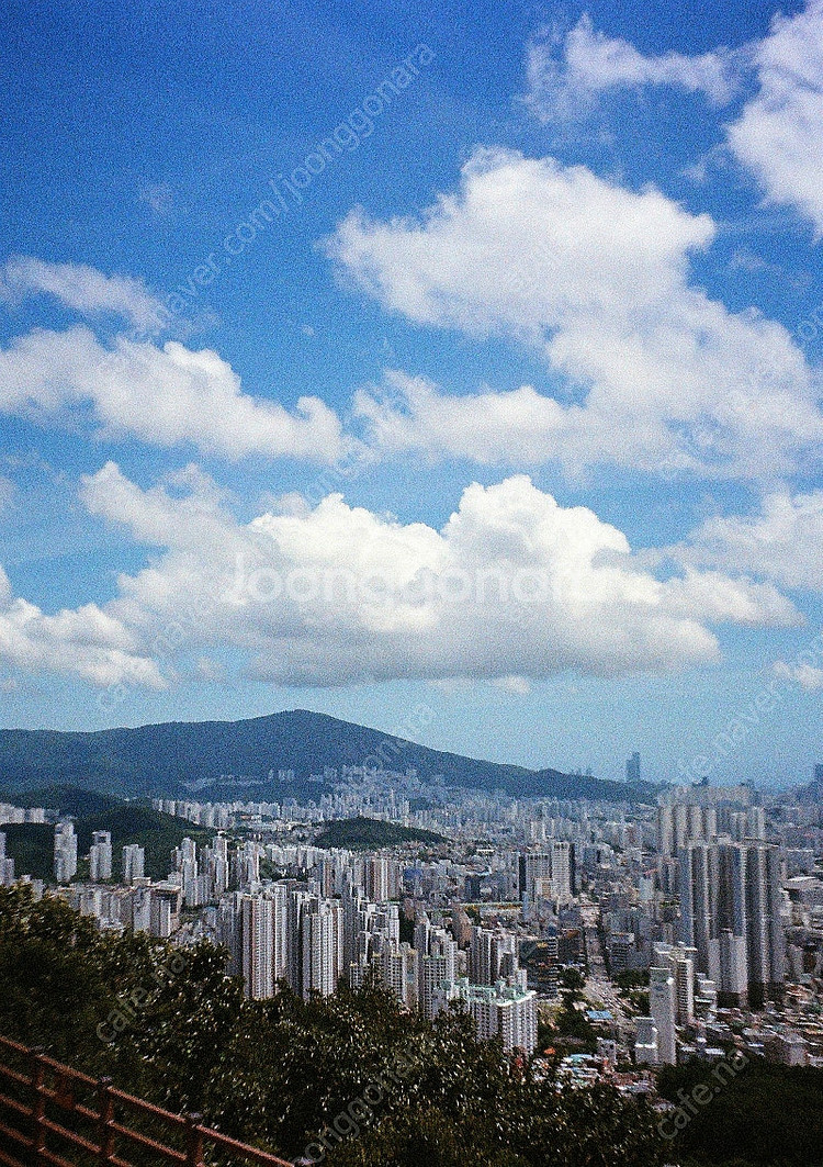 필름카메라 리코 오토하프S 민트급 20만원 (작례 多)--7