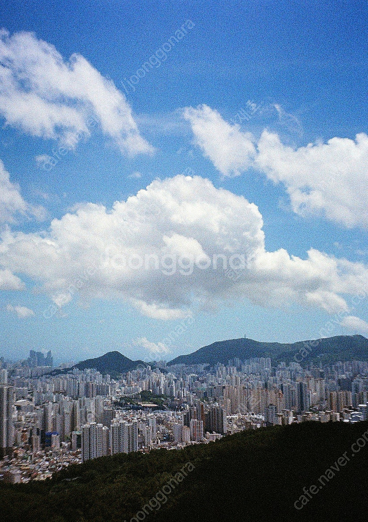 필름카메라 리코 오토하프S 민트급 20만원 (작례 多)--8