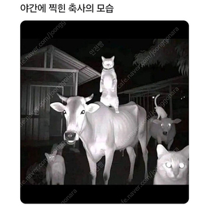 롤 rp 충전식 6.3 비율로 구매합니다.