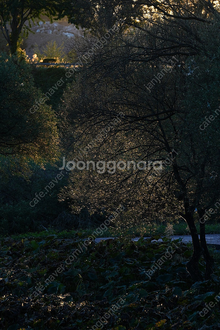 소니 70-200GM2 (금령2) 판매합니다--9