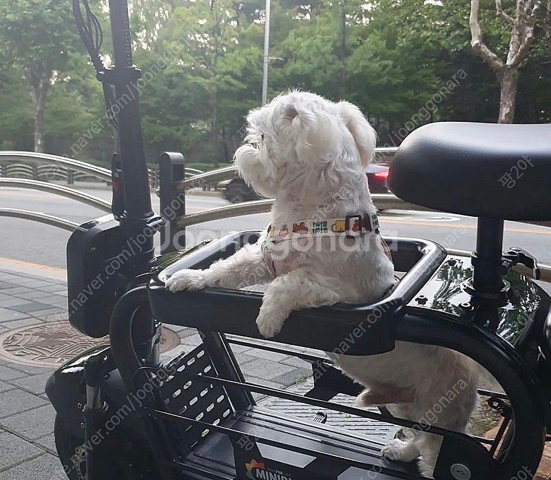 이디뚜뚜 미니비 검정 듀얼모터--0