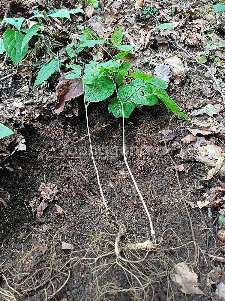 자연산 천종산삼 판매합니다--3