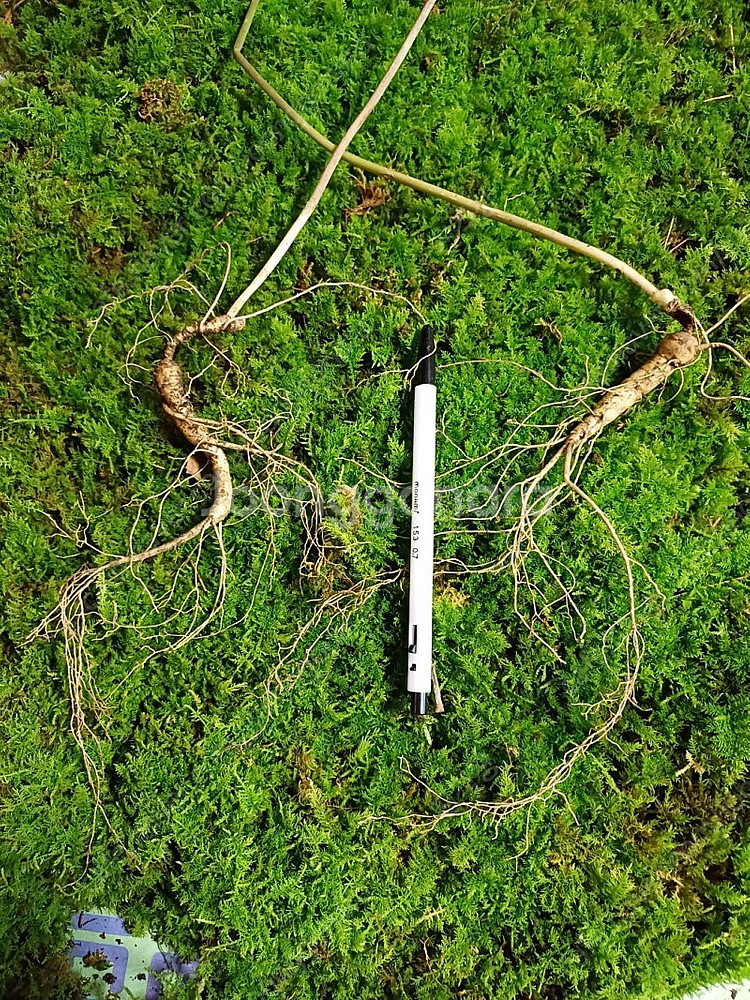 자연산 천종산삼 판매합니다--0