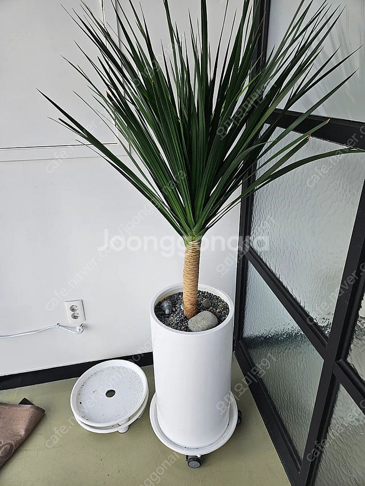 먼지정화 식물 드라세나드라코 대형 화분--0