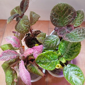 에피스시아 4종 일괄 _피카소. 페이데드쟈드. 크리스티나. 에머랄드벨벳