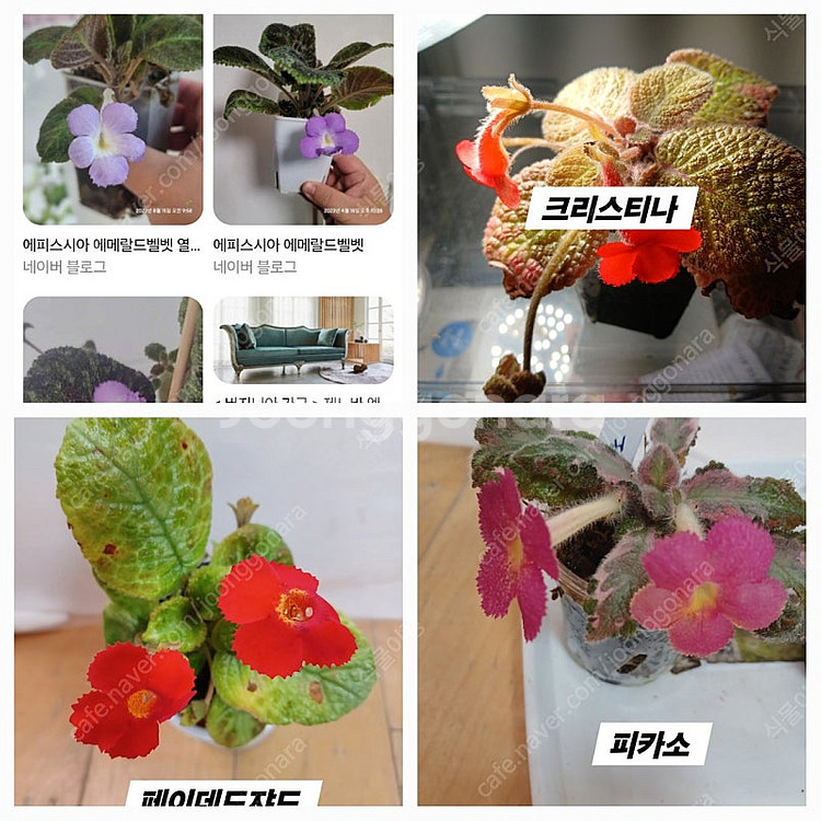 에피스시아 4종 일괄 _피카소. 페이데드쟈드. 크리스티나. 에머랄드벨벳--1