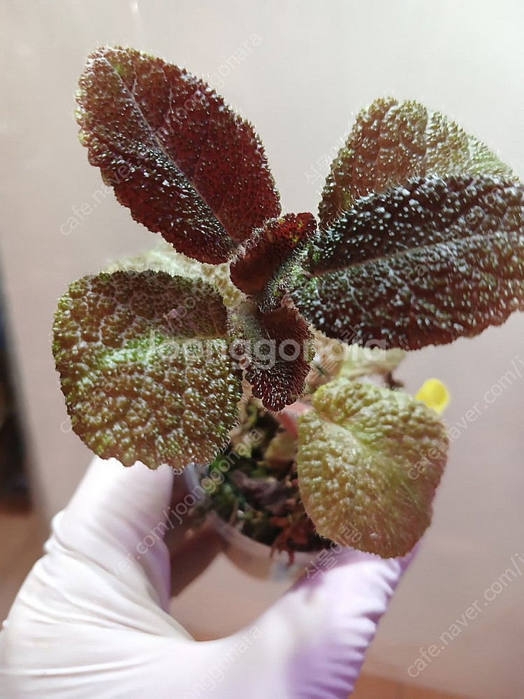 에피스시아 4종 일괄 _피카소. 페이데드쟈드. 크리스티나. 에머랄드벨벳--2