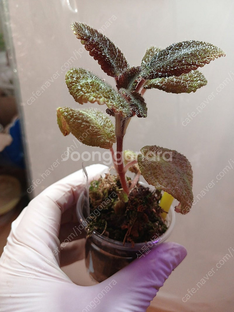 에피스시아 4종 일괄 _피카소. 페이데드쟈드. 크리스티나. 에머랄드벨벳--3