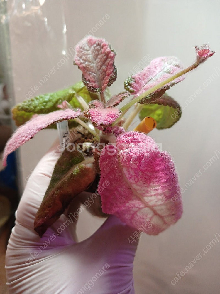 에피스시아 4종 일괄 _피카소. 페이데드쟈드. 크리스티나. 에머랄드벨벳--4