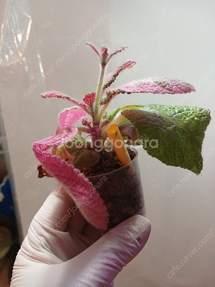 에피스시아 4종 일괄 _피카소. 페이데드쟈드. 크리스티나. 에머랄드벨벳--5