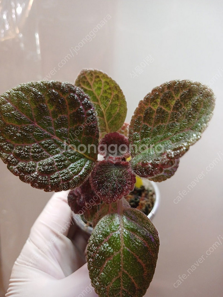 에피스시아 4종 일괄 _피카소. 페이데드쟈드. 크리스티나. 에머랄드벨벳--6