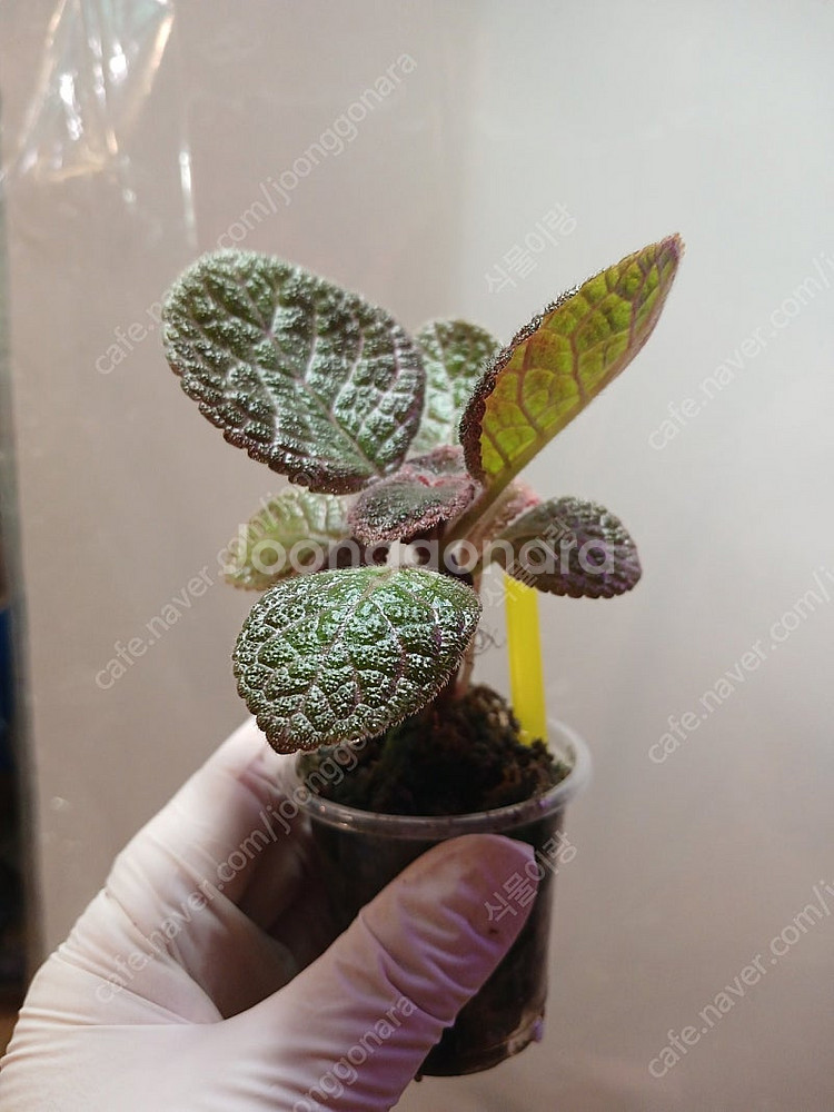 에피스시아 4종 일괄 _피카소. 페이데드쟈드. 크리스티나. 에머랄드벨벳--7