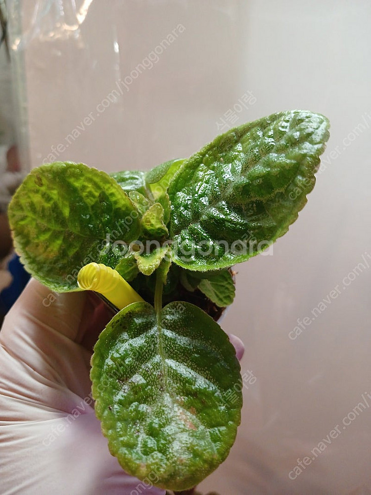 에피스시아 4종 일괄 _피카소. 페이데드쟈드. 크리스티나. 에머랄드벨벳--8