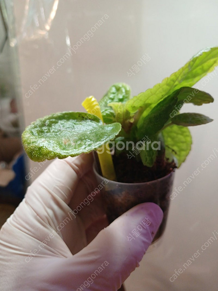 에피스시아 4종 일괄 _피카소. 페이데드쟈드. 크리스티나. 에머랄드벨벳--9