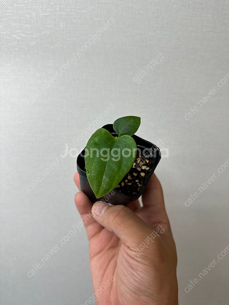 안스리움 파필퍼플x럭셔리안스뮤테이션--0