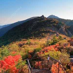 (단풍여행) 단양 청송 제천 경주 설악 양평 지리산하동 남원