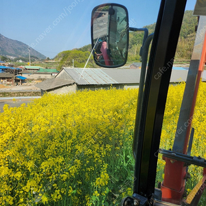 유채씨앗 구입원합니다.