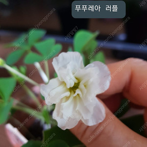 사랑초