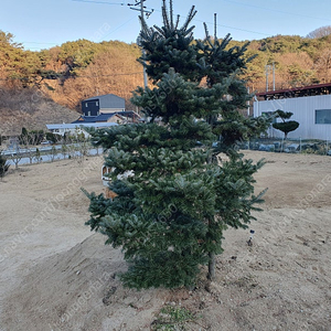 구상나무 판매